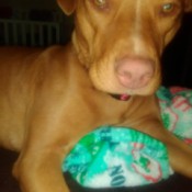 Is My Pit Bull Pure Bred? - reddish brown dog with pink nose