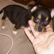 What Breed Is My Dog?