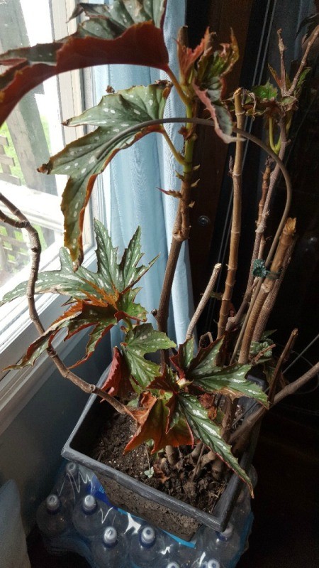 What Is This Houseplant? -  medium green deeply cut leaves with splashes of cream and red on underside