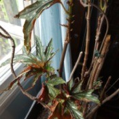 What Is This Houseplant? -  medium green deeply cut leaves with splashes of cream and red on underside