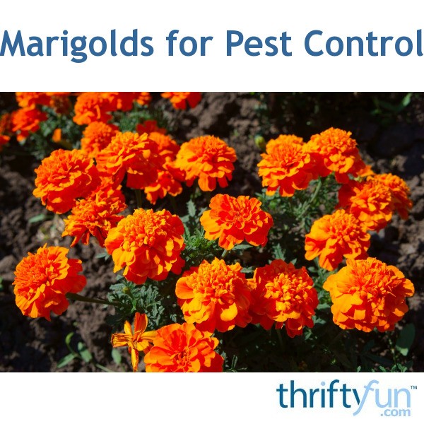 Marigolds for Pest Control | ThriftyFun