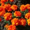French marigolds growing in a garden.