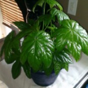 What Is This Houseplant? plant with somewhat large droopy leaves