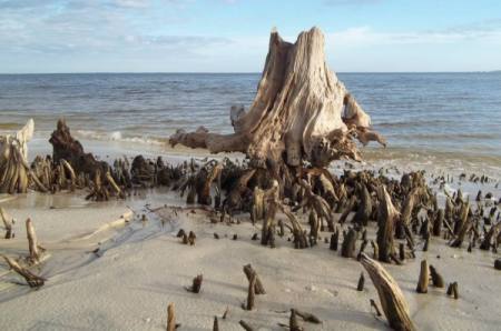 A ocean beach coastline with old weathered cypress stumps partly covered with sand.