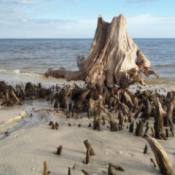 A ocean beach coastline with old weathered cypress stumps partly covered with sand.