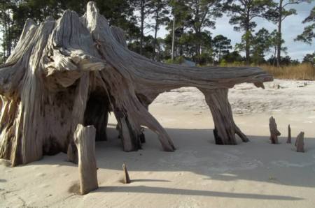 A ocean beach coastline with old weathered cypress stumps partly covered with sand.