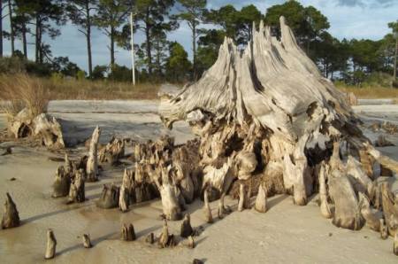 A ocean beach coastline with old weathered cypress stumps partly covered with sand.