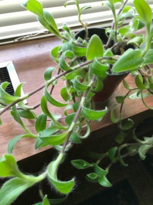 What Is This Houseplant? light green leaved running plant with hairy leaves