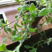 What Is This Houseplant? light green leaved running plant with hairy leaves