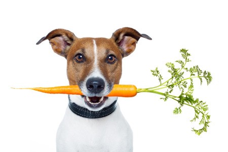 dog with a carrot in its mouth