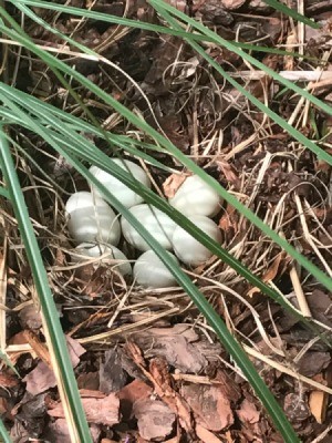 Mallard Duck Left Nest -  duck nest with eggs