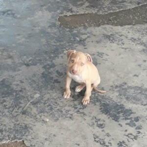 What Type of Pit Bull Is This? - tan and white Pit Bull puppy