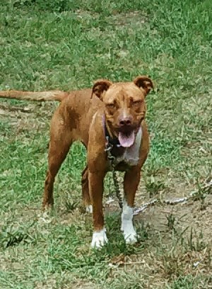 Transmission of Parvo Virus - brown dog on chain in yard