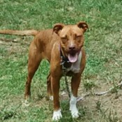 Transmission of Parvo Virus - brown dog on chain in yard