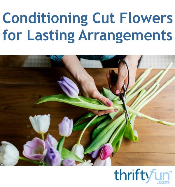 Conditioning Cut Flowers for Lasting Arrangements ThriftyFun