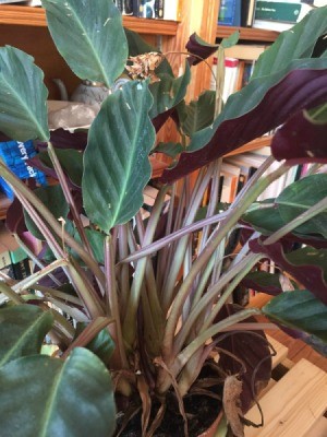 What Is This Houseplant? - dark green leaves on long fleshy purplish stems