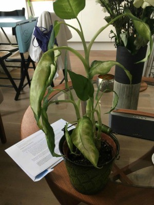 What Is This Houseplant? - tall plant with green and cream leaves