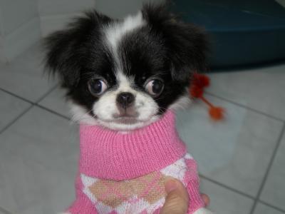 Japanese Chin