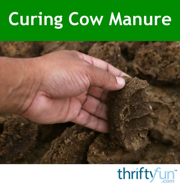 Curing Cow Manure Thriftyfun