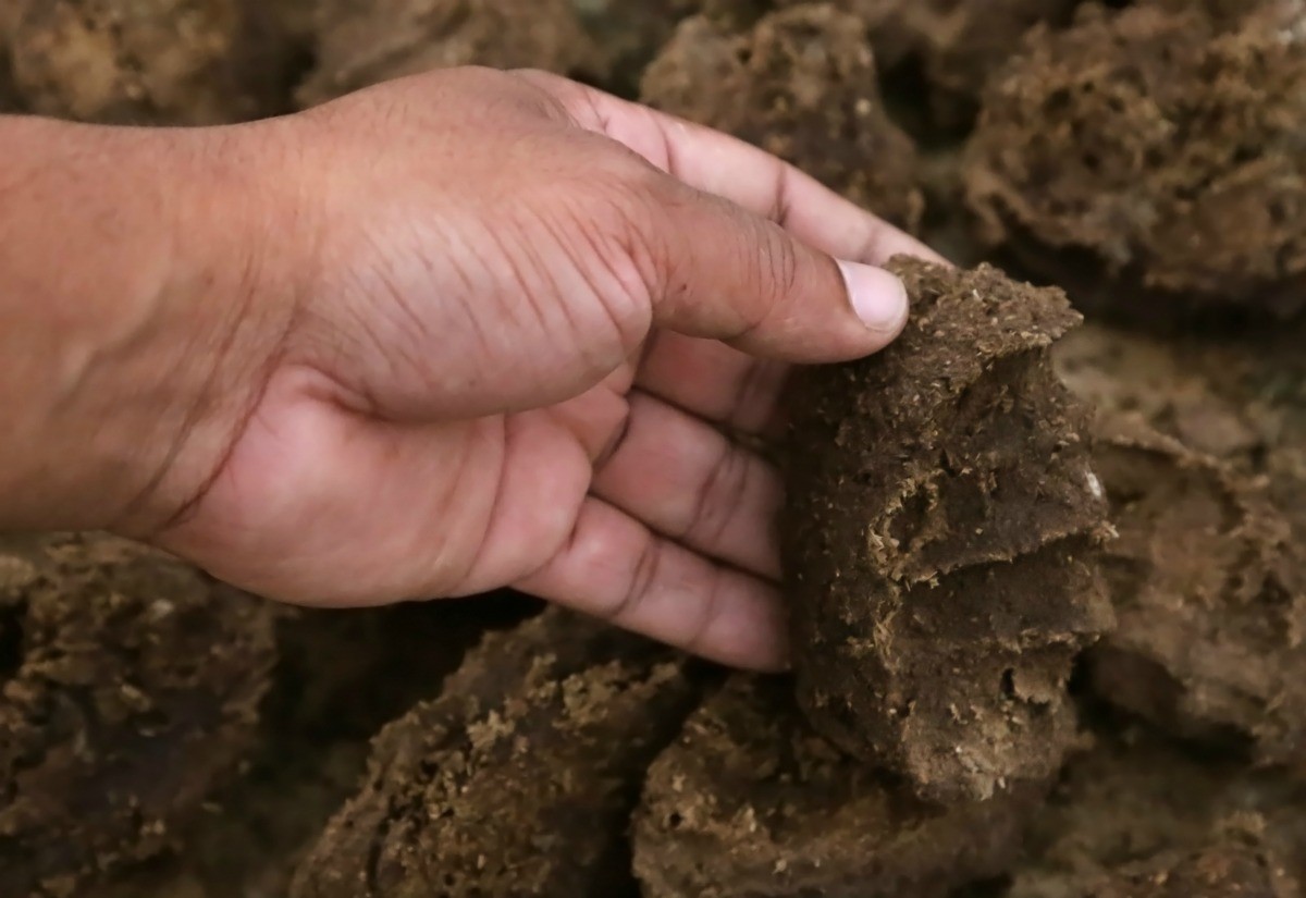 Curing Cow Manure Thriftyfun