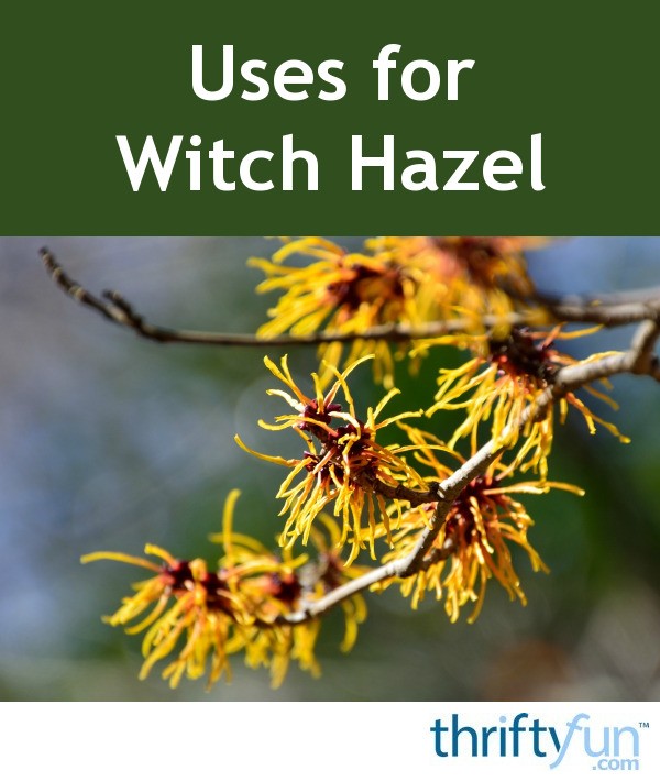 Uses For Witch Hazel ThriftyFun   Witch Hazel Fancy4 