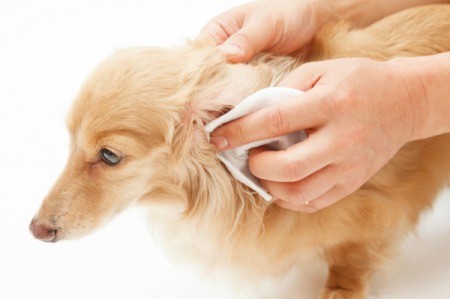 Cleaning Dog's Ear