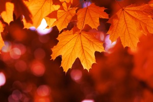 Orange Maple Leaves