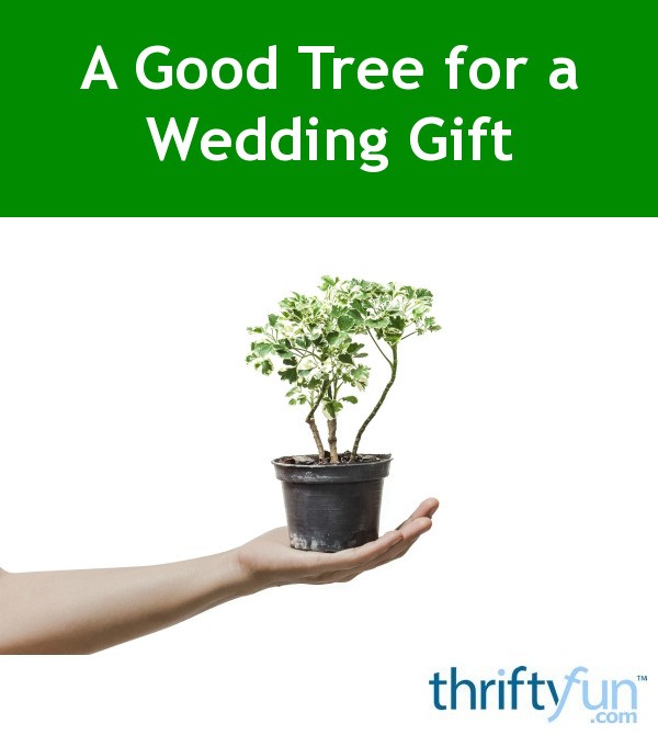 A Good Tree For Wedding Gift Thriftyfun
