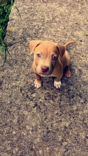 What Type of Pit Bull Is My Dog? - light brown puppy