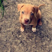 What Type of Pit Bull Is My Dog? - light brown puppy