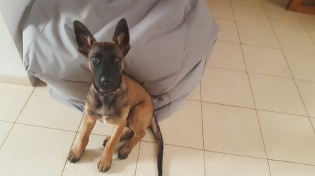 Is My Malinois Purebred? brown and black puppy with large stand up ears