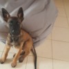 Is My Malinois Purebred? brown and black puppy with large stand up ears