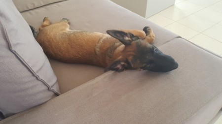 A dog lying on a couch.