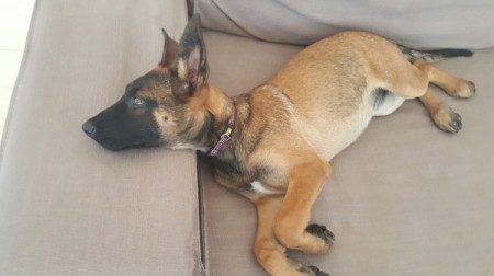 A dog lying on a couch.