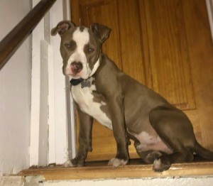 Is My Pit Bull Pure Bred? - gray and white dog