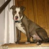 Is My Pit Bull Pure Bred? - gray and white dog