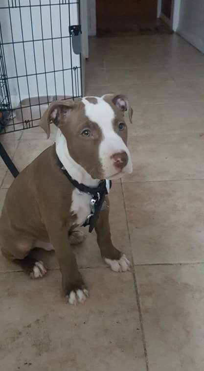 Is My Pit Bull Pure Bred?