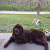 Is It Rude for My Dog to Pee on Neighbors' Lawns? - large brown lawn