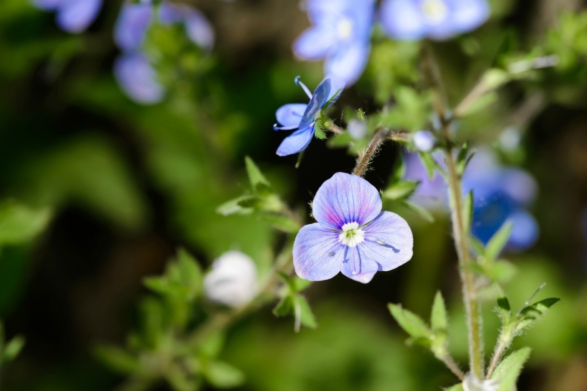 Growing Veronica ThriftyFun