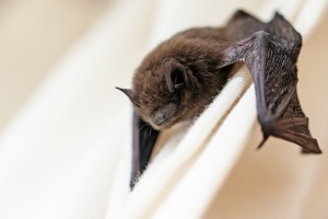 Close-up of Bat