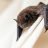 Close-up of Bat