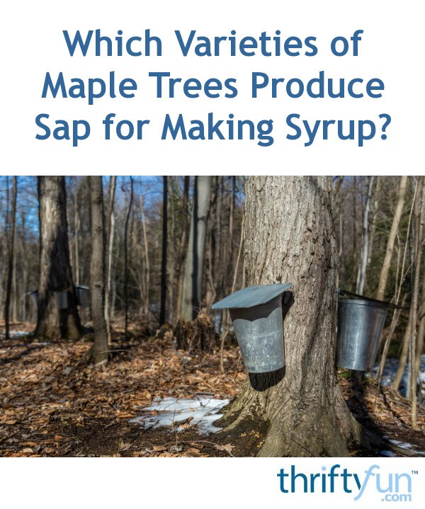 maple syrup trees type maple tree