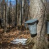Tapped Maple Trees