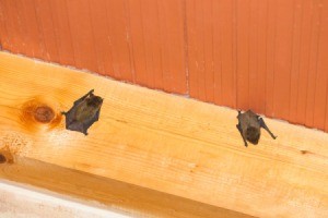 Bats in the Attic