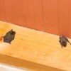 Bats in the Attic