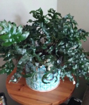 Identifying a Houseplant - fern like plant