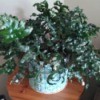 Identifying a Houseplant - fern like plant