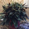 Identifying a Houseplant - plant with dark green leaves