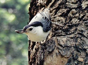 A white-breasted nuthatch on a tree.
