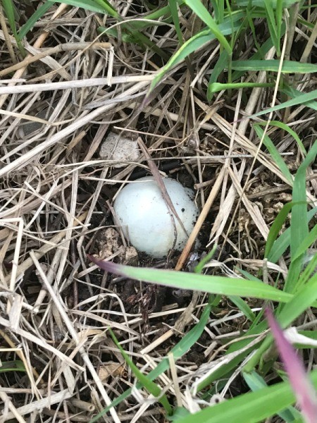 Caring for a Duck Nest with an Egg